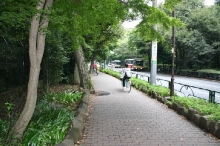 緑化道路の写真