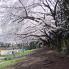 昭和公園写真