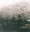 野川緑地公園写真