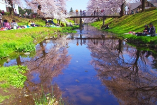 風景部門河川部長賞「美事な桜花」の写真