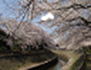 善福寺川緑地写真