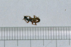 チャバネクビナガゴミムシの写真