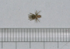 キシノウエトタテグモの写真